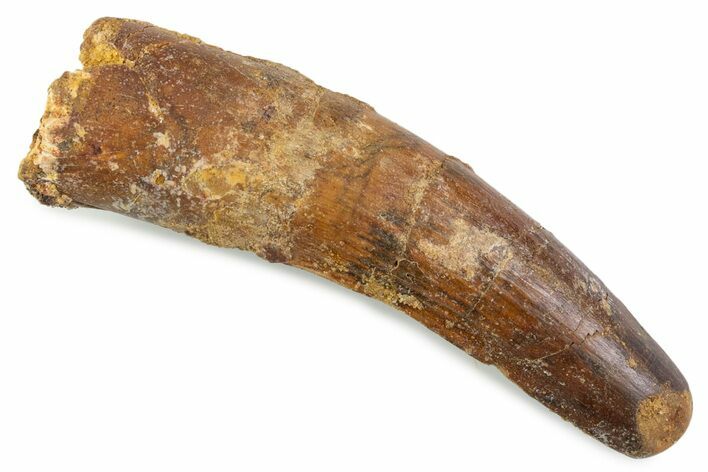 Fossil Spinosaurus Tooth - Feeding Worn Tip #374014